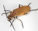 Epicauta rileyi - photo 5