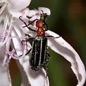 Epicauta sanguinicollis