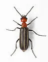 Epicauta sanguinicollis - photo 2