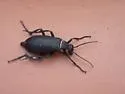 Epicauta segmenta