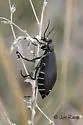 Epicauta segmenta - photo 2