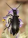 Epicauta segmenta - photo 3