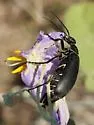 Epicauta segmenta - photo 4