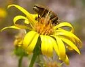 Epicauta strigosa