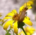 Epicauta strigosa - photo 2