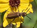 Epicauta strigosa - photo 4