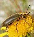 Epicauta strigosa - photo 5