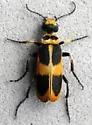 Epicauta stuarti - Epicauta stuarti