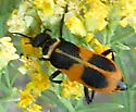 Epicauta stuarti - photo 3