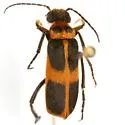 Epicauta stuarti - photo 4