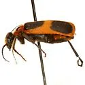 Epicauta stuarti - photo 5