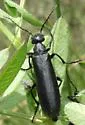 Epicauta subglabra