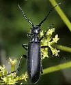 Epicauta subglabra - photo 2