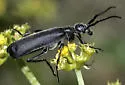 Epicauta subglabra - photo 3