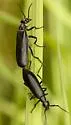 Epicauta subglabra - photo 4