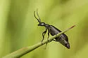 Epicauta subglabra - photo 5