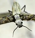 Epicauta sublineata - photo 2