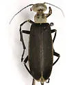 Epicauta sublineata - photo 4