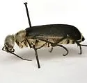 Epicauta sublineata - photo 5