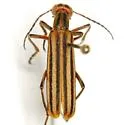 Epicauta temexa - photo 2