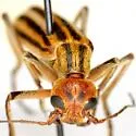 Epicauta temexa - photo 3