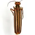 Epicauta temexa - photo 4