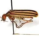 Epicauta temexa - photo 5