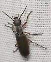 Epicauta tenebrosa - Epicauta tenebrosa