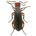 Epicauta tenella
