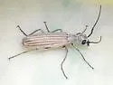 Epicauta tenuilineata
