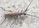 Epicauta tenuilineata - photo 2
