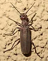 Epicauta tenuilineata - photo 5