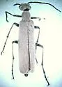 Epicauta tenuis