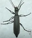 Epicauta tenuis - photo 2