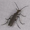 Epicauta tenuis - photo 4