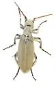 Epicauta texana - photo 2