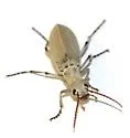 Epicauta texana - photo 3