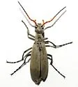 Epicauta texana - photo 4