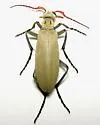 Epicauta texana - photo 5