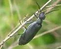 Epicauta torsa