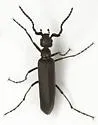 Epicauta torsa - photo 2