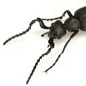 Epicauta torsa - photo 3