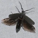 Epicauta torsa - photo 4