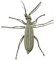 Epicauta tricostata