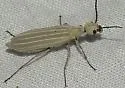 Epicauta tricostata - photo 2