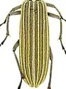 Epicauta tricostata - photo 5