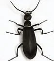 Epicauta valida 0