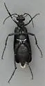 Epicauta valida 0 - photo 2