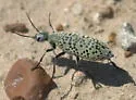 Epicauta ventralis - Epicauta ventralis