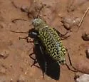 Epicauta ventralis - photo 3